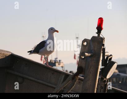 Gabbiano di mare bianco arroccato su una ringhiera da un semaforo rosso, Monterey Bay Harbour. Foto Stock