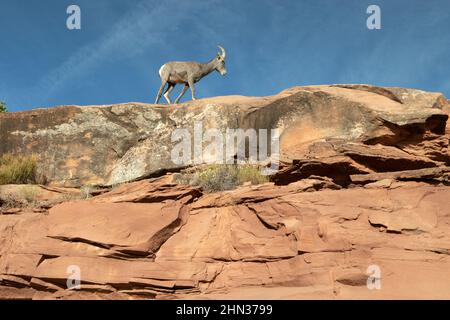 Desert bighorn ewe (Ovis canadensis nelsoni) su affioramento roccioso al Colorado National Monument Foto Stock