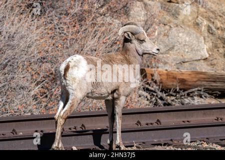 Giovane ariete di bighorn nel deserto lungo la ferrovia utilizzata da una società mineraria nel canyon del fiume Arkansas vicino a Canon City, Colorado Foto Stock