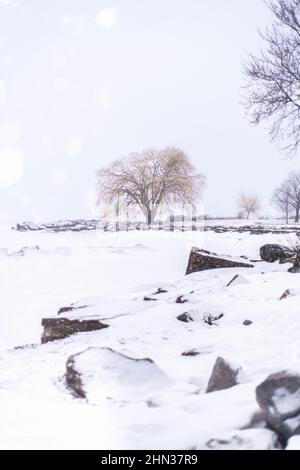 Willow Tree all'Edgewater Park in Ohio Foto Stock