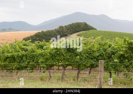 Yarra Valley Wineries, Victoria, Australia Foto Stock