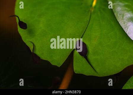 Macro cute tadpole su foglia di loto in un laghetto, immagine vista dall'alto. Foto Stock