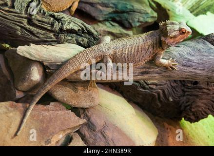 Drago portico centrale, pogona vitticeps, Healesville Sanctuary, Victoria, Australia Foto Stock
