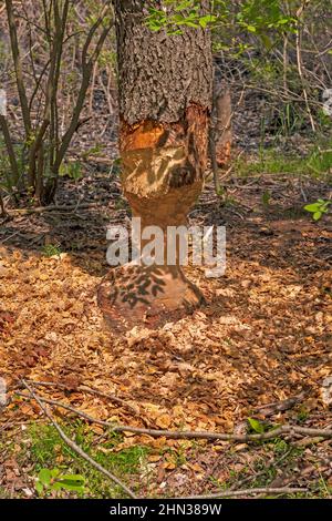 Lavoro di un Busy Beaver nel Presque Isle state Park in Pennsylvania Foto Stock