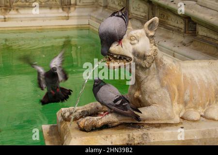 Primo piano di colombe che bevono acqua da una fontana ornata di Siena, Toscana, Italia Foto Stock