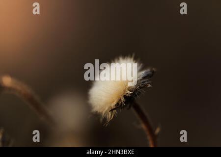 Interno della pianta di cardo secco in inverno Foto Stock