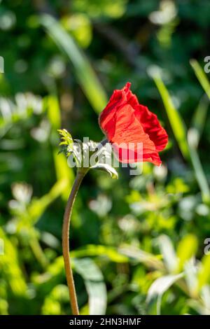 Fiore rosso anemone closeup su uno sfondo di erba verde alla luce del sole Foto Stock