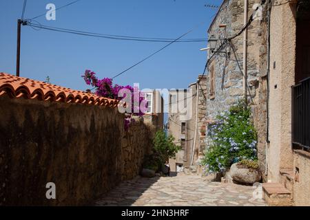 Fiori in giardino nella città di Lumio in Corsica sul mare mediterraneo Foto Stock