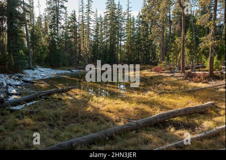 Un piccolo laghetto accanto al sentiero del lago Snell nella zona naturalistica di Diamond Peak, Oregon. Fine autunno. Foto Stock