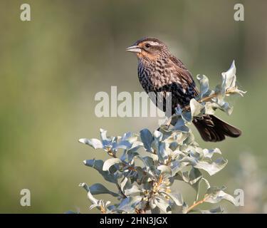 Femmina di uccello nero alata rossa che si accovaccia sul ramo di un arbusto di Silverberry in una palude. Agelaius phoeniceus, Elaeagnus commutata Foto Stock