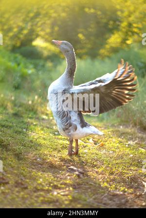 Oche nazionali su un prato. Oche in erba, uccello domestico, gregge di oche Foto Stock
