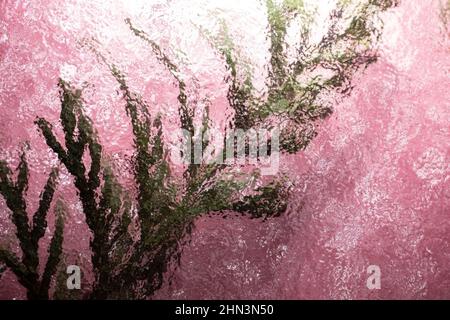 Rametto di Thuja verde sfocato visto attraverso vetro ondulato, su sfondo rosa. Arte astratta del muro Foto Stock