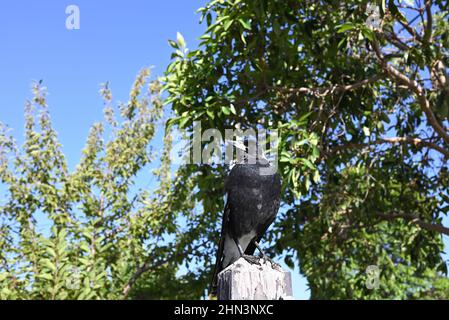 Maestoso magpie australiano arroccato in cima a un palo di legno recinzione, la sua testa girato a destra, con cime degli alberi e cielo blu sullo sfondo Foto Stock