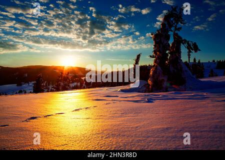 Tramonto di fronte a alberi di abete innevati, inverno, Feldberg, Foresta Nera, Baden-Württemberg, Germania Foto Stock