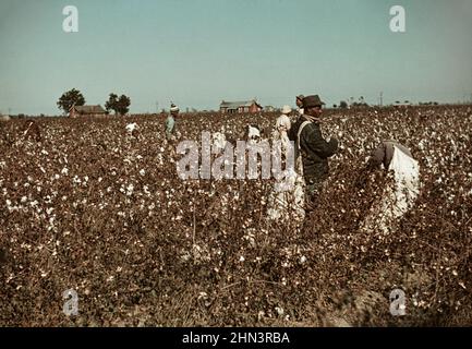 Foto d'epoca della vita del Sud America nel 1930-1940s. Operai di giorno che raccolgono il cotone vicino Clarksdale, Mississippi. Novembre 1939 da Marion Post Wolcott, 19 Foto Stock