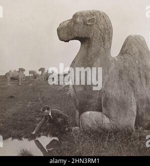 Foto d'epoca del fotografo seduto vicino a gigantesche figure di pietra di cammelli sparsi lungo il viale per le Tombe Ming. Nanking, Cina settentrionale. Decemb Foto Stock