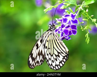 Ninfa bianco farfalla su un fiore viola Foto Stock