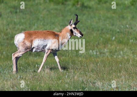 Prunghorn Antelope (Antipocapra americana) Buck camminando attraverso il prato, Lamar Valley, Yellowstone NP, Wyoming Foto Stock