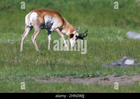 Prunghorn Antelope (Antipocapra americana) pascoli di buck, Lamar Valley, Yellowstone NP, Wyoming Foto Stock