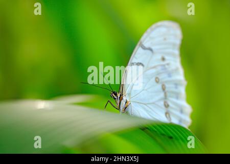 Farfalla bianca su foglie verdi nella giungla tropicale. Morpho polifemo, il morfo bianco, la farfalla bianca del Messico e dell'America Centrale. Insetto esotico in Foto Stock