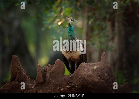 Indiano Peafoul, uccelli mostra corteggiamento in finestra albero, Sri Lanka, India. Peafowl indiano, Pavo cristatus, uccello esotico blu e verde dall'India. Peahe Foto Stock