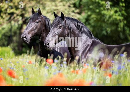 Murghese, Murge Horse. Due cavalli neri si trovano in un campo con papaveri in fiore e cornflowers, in Germania Foto Stock