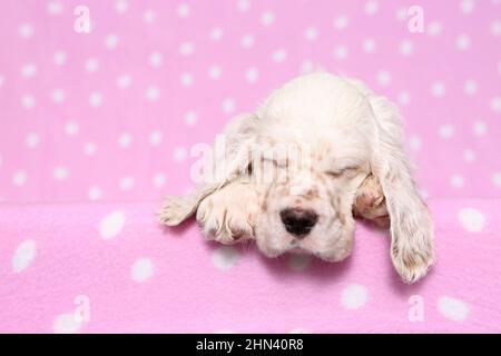 Inglese Setter. Cucciolo che dorme su una coperta rosa con puntini di polka. Germania Foto Stock