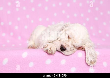 Inglese Setter. Cucciolo che dorme su una coperta rosa con puntini di polka. Germania Foto Stock