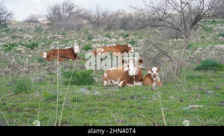 Una grande vacca bianco-marrone ed un vitello giacciono su erba verde in un prato nelle alture del Golan nell'Israele settentrionale Foto Stock