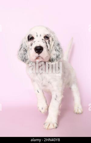 Inglese Setter. Camminata di cucciolo, vista su sfondo rosa. Germania Foto Stock