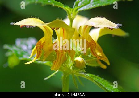 Arcangelo giallo, Deadnettio d'oro, muso di Weasel (Lamium galeobdolon, Galeobdolon luteum), fioritura. Germania Foto Stock