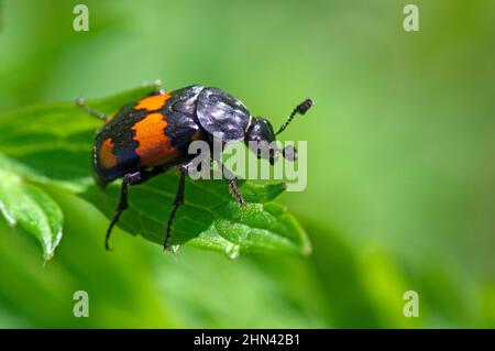 Seppellire il fagiolo (Nicrophorus vespillo) su una foglia. Germania Foto Stock