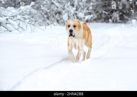 Cane pastore dell'Asia centrale alabai a piedi giorno d'inverno neve nevicate nella foresta Foto Stock
