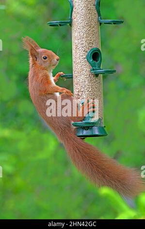 Acrobatico Rosso Squirrel (Sciurus vulgaris) fa ginnastica al distributore di alimentazione per ottenere una parte del mangime. Germania Foto Stock