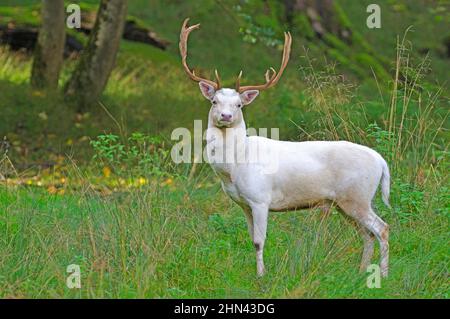 Cervo bianco (Dama dama). Stag in piedi su una radura all'inizio della stagione rutting. Germania Foto Stock