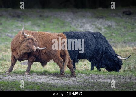 Vaches et bœufs Highland Cattle dans les marais de la baie de Somme, près de Noyelles sur mer et Crotoy, vie animata, bêtes à cornes, dans les patures Foto Stock