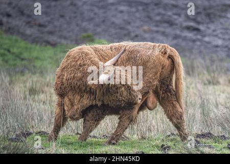 Vaches et bœufs Highland Cattle dans les marais de la baie de Somme, près de Noyelles sur mer et Crotoy, vie animata, bêtes à cornes, dans les patures Foto Stock