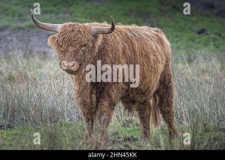 Vaches et bœufs Highland Cattle dans les marais de la baie de Somme, près de Noyelles sur mer et Crotoy, vie animata, bêtes à cornes, dans les patures Foto Stock