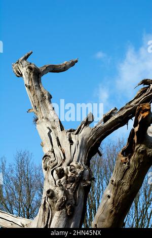 Dettagli dell'albero di castagno antico dolce, Elmdon Park, West Midlands, Inghilterra, Regno Unito Foto Stock