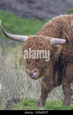 Vaches highland dans les marais de la baie de Somme. Foto Stock