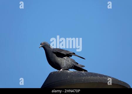 Pigeon si riposa e allunga le sue ali sulla luce della strada con sfondo blu cielo Foto Stock