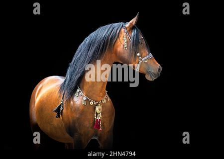Cavallo Arabo. Ritratto di stallone marrone con halter arabo su sfondo nero Foto Stock