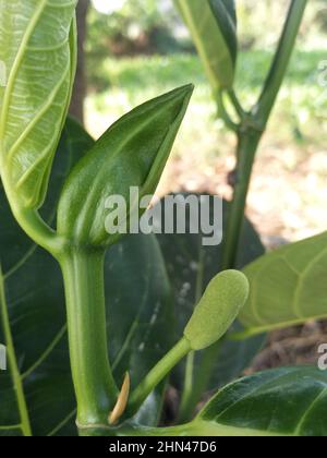 Jackfruit. Prima di diventare jackfruit. Verde jackfruit su albero Foto Stock