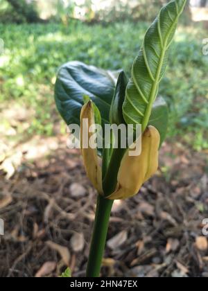 Jackfruit. Prima di diventare jackfruit. Verde jackfruit su albero Foto Stock
