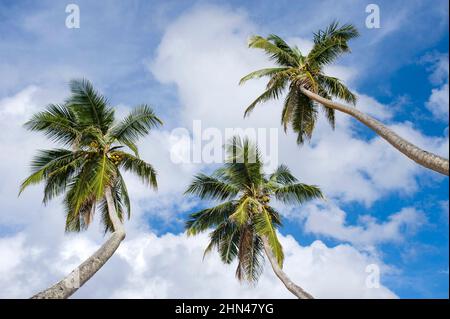 Seychelles, Les Seychelles, la république des Seychelles, Die Seychellen, die Republik Seychellen, Seychelles, Repubblica delle Seychelles, Mahé, île, Foto Stock