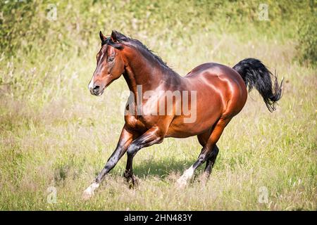 CENERE americana saddlebred. Bay stallion galoppante su un prato. Germania Foto Stock