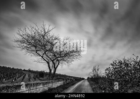 Bianco e nero lungo esposizione paesaggio a Borgogna clima Les Hauts Marconnets, Savigny-lès-Beaune, Borgogna, Francia Foto Stock