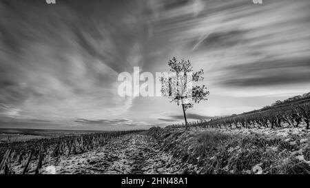 Tramonto in bianco e nero al clima di Borgogna le Rognet et Corton, Ladoix-Serrigny, Côte d'Or, Francia Foto Stock