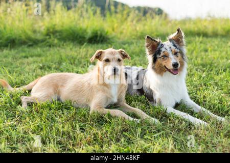 Pastore australiano adulto e un cane di razza mista che giace fianco a fianco in un prato. Germania Foto Stock