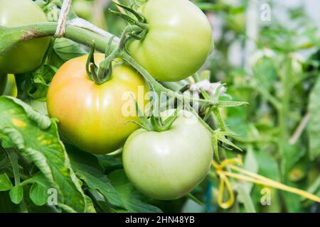 Pomodori verdi su ramo matura in serra. Estate. All'aperto. Orticoltura. Foto Stock